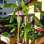 Casa Shania Pensionat 3*